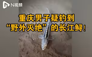 重庆男子疑钓到“野外灭绝”的长江鲟！称像外星生物，已放生