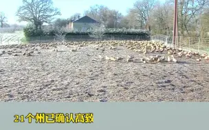 日本首次发现哺乳动物感染禽流感，可能是因为吃了感染的乌鸦