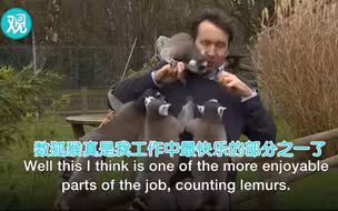 BBC记者去动物园统计狐猴，受到了热烈的欢迎