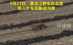 野生东北虎伤人扑车后躲进沟渠， 航拍老虎田间淡定行走画面
