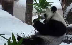 莫斯科降下28年来最大大雪 大熊猫美了