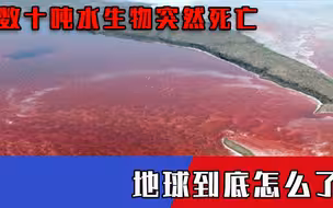 中国周边惊现罕见一幕，数十吨水生物突然死亡，地球到底怎么了？