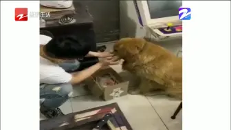 主播朋友圈：给狗子吃西瓜，还是拿西瓜刷牙？