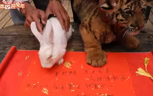 春节将至！云南野生动物园寅虎卯兔交班 伸爪签订“交接文书”