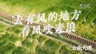【#去有风的地方看风吹麦浪】春光明媚，云南大理的麦苗长势喜人，暖风拂过绿油油的田野，吹起一片麦浪。跟随周深的美妙歌声一起，来感受田野的治愈力吧！
