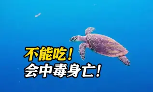 已不是第一起！坦桑尼亚9人因食用海龟肉中毒身亡 另有78人送医