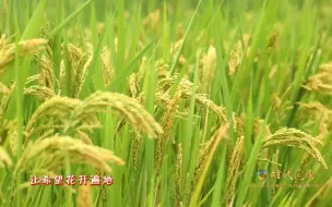 时代风尚--中国文艺志愿者助力高质量发展特别节目｜祖国的画卷