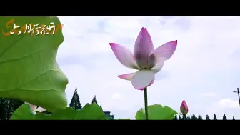 初夏，到“兰溪第一塘”赏千亩荷花盛开！