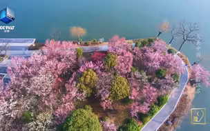 薄雾朦胧中的南京花海醉了人间
