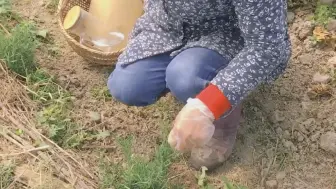 女主人独自经营一个种满了#香草 的小院，洋甘菊、香蜂草、迷迭香、薄荷……走到哪里哪里都有醉人的香气！