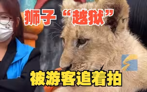 小萌狮子“越狱”被游客追着拍 园区回应：考虑安全不能与小狮子互动