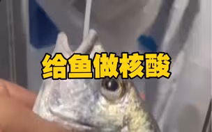 厦门集美给鱼做核酸引关注当地回应：目前全员核酸，渔获也需核酸