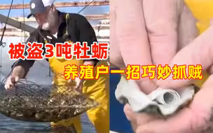 被盗3吨牡蛎 法国养殖户一招巧妙抓贼