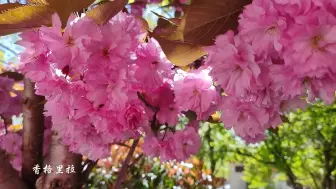 初夏香格里拉 “樱”你美丽如画（云南迪庆藏族自治州广播电视台）#四季如歌·夏日好时光