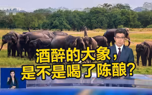 酒醉的大象 是不是喝了陈酿？大象为什么爱喝酒呢？