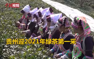 茶园大省贵州迎2021年绿茶第一采