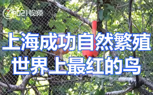 上海成功自然繁殖世界上最红的鸟：为美洲红鹮，三年前来到上海动物园