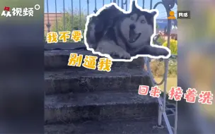 给二哈洗澡有多难？墙根都给你刨了