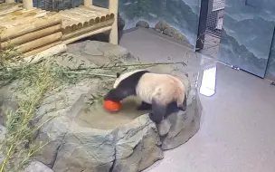赴美大熊猫“宝力”“青宝”隔离第一周视频来了：开心玩起新玩具