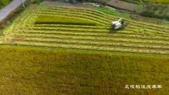 立冬的余姚：风吹稻浪庆丰年