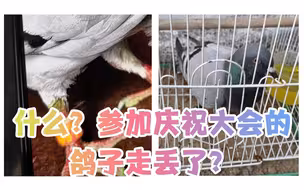 参加庆祝大会的一只广场鸽迷路了？足环上这数字清晰可见