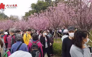 東涌櫻花綻放如夢如幻　粉色花海不負春光