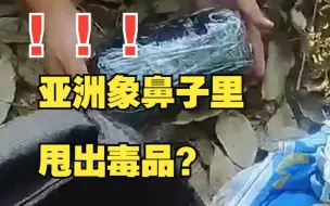 亚洲象一鼻子甩出毒品2.8公斤