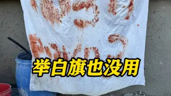 细节曝光！被以军误杀人质曾裸上身举白旗 还打出SOS等标语