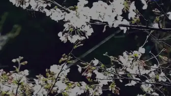 武汉大学云赏樱：网友留言疫情过后一起看樱花