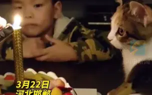 真有爱！妈妈过生日买来蛋糕，孩子和小猫小鸭围着一起吃