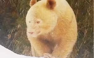 白色野生大熊猫完整影像首度公开！据监测视频，未发现其有明显健康问题。