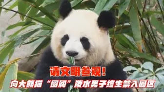 请文明参观！向大熊猫“圆润”泼水男子终生禁入园区