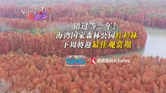 错过等一年！上海这一地的红杉林将迎最佳观赏期