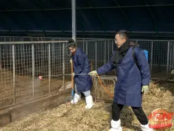 种养殖循环新模式︱猪宝宝们用上了“生态床”
