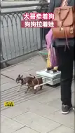 大哥自制婴儿版狗拉车