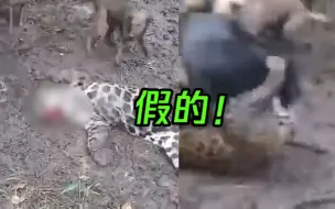 假的！“狗追豹现场视频”早在2019年就有了