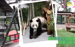 #丫丫vlog合集 网友：循环看都看不够，丫丫回国已超80天，冰镇竹笋吃个够，丰容玩具爱不释手。#丫丫 #大熊猫