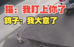 准备降落的鸽子不想已经被猫盯上 网友：来时好好的 回不去了