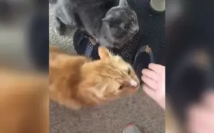 猫咪：大胆铲屎官，你在外面竟敢撸别的猫！