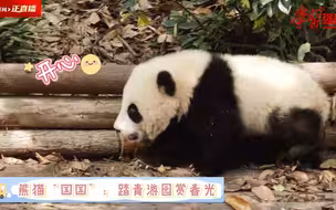 熊猫“国国”：踏青游园赏春光