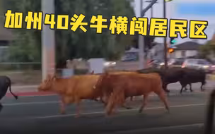 加州40头牛横闯居民区，1头被击毙1头被解救