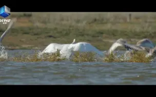 浪花来不及落下就被冻结