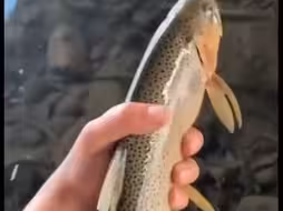 疯狂的鲈鱼