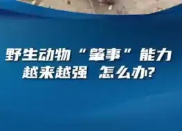 野生动物“肇事”能力越来越强，怎么办?