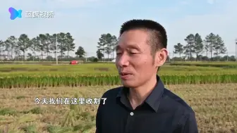 网红稻田“中国饭碗”收割了！