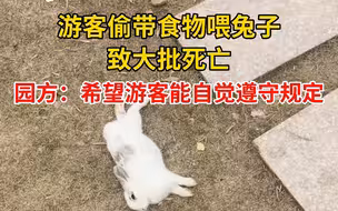 游客偷带食物喂兔子致大批死亡，园方：希望游客能自觉遵守规定
