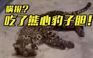 瞒报金钱豹外逃！原因是怕影响五一客流量……