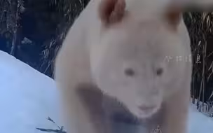 俄媒：中国首次拍到白色大熊猫正脸 网友：北极熊会怎么想