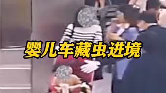 用孩子作掩护？婴儿车内藏虫！海关截获15只甲虫