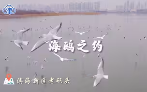 云瞰天津｜快到滨海老码头，和海鸥奔赴一场浪漫约会！